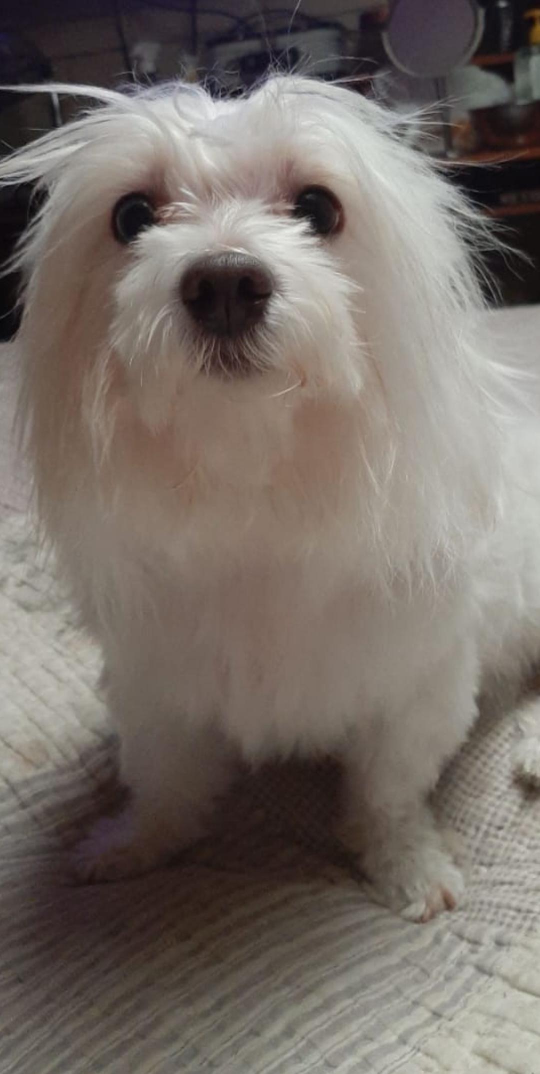 Candy Blanca