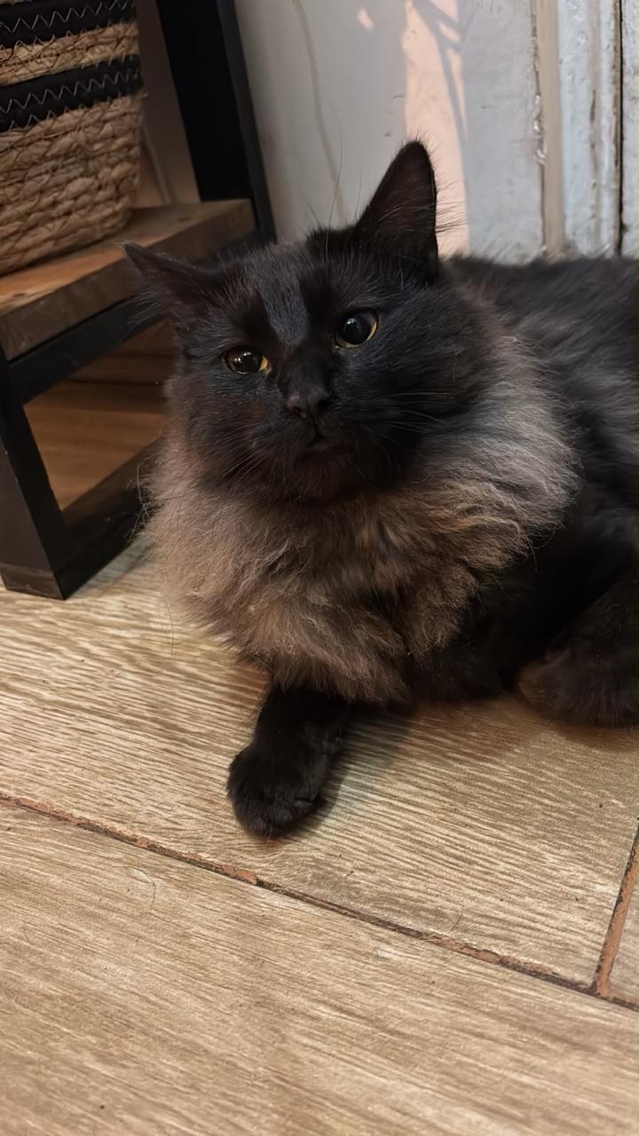 Raven, un gatito feral que gracias a la acción en conjunto con la comunidad, se logró adaptar y encontró un hermoso hogar.  🐾❤️