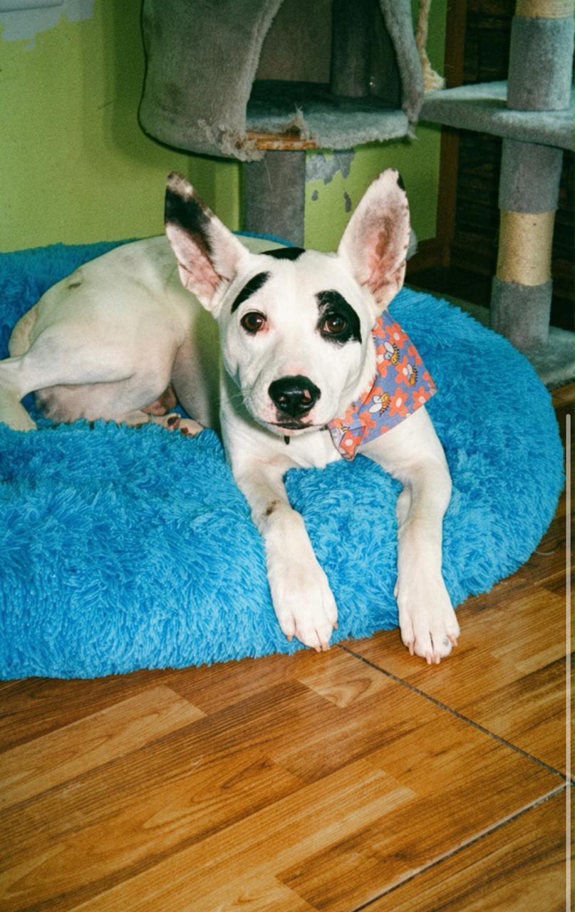 Cuando se nota el amor...🙏🐶💖