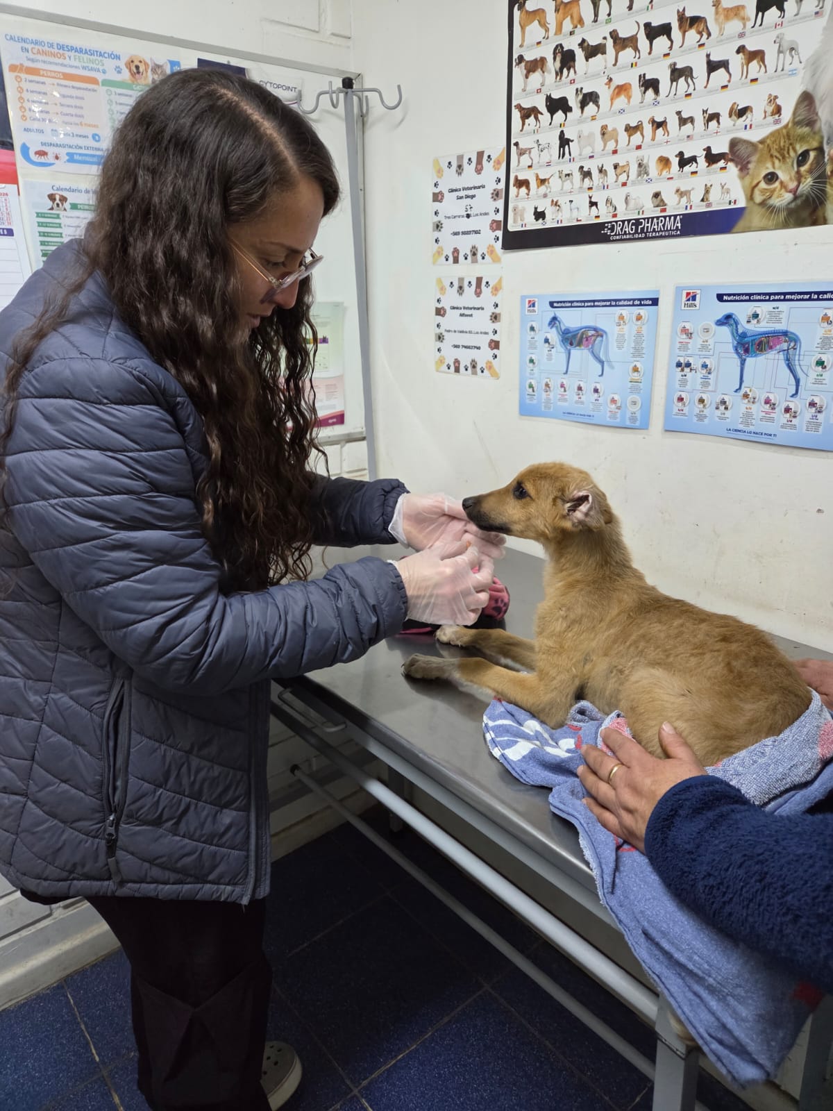 Cita veterinario un bebito de la camada del cabrerano