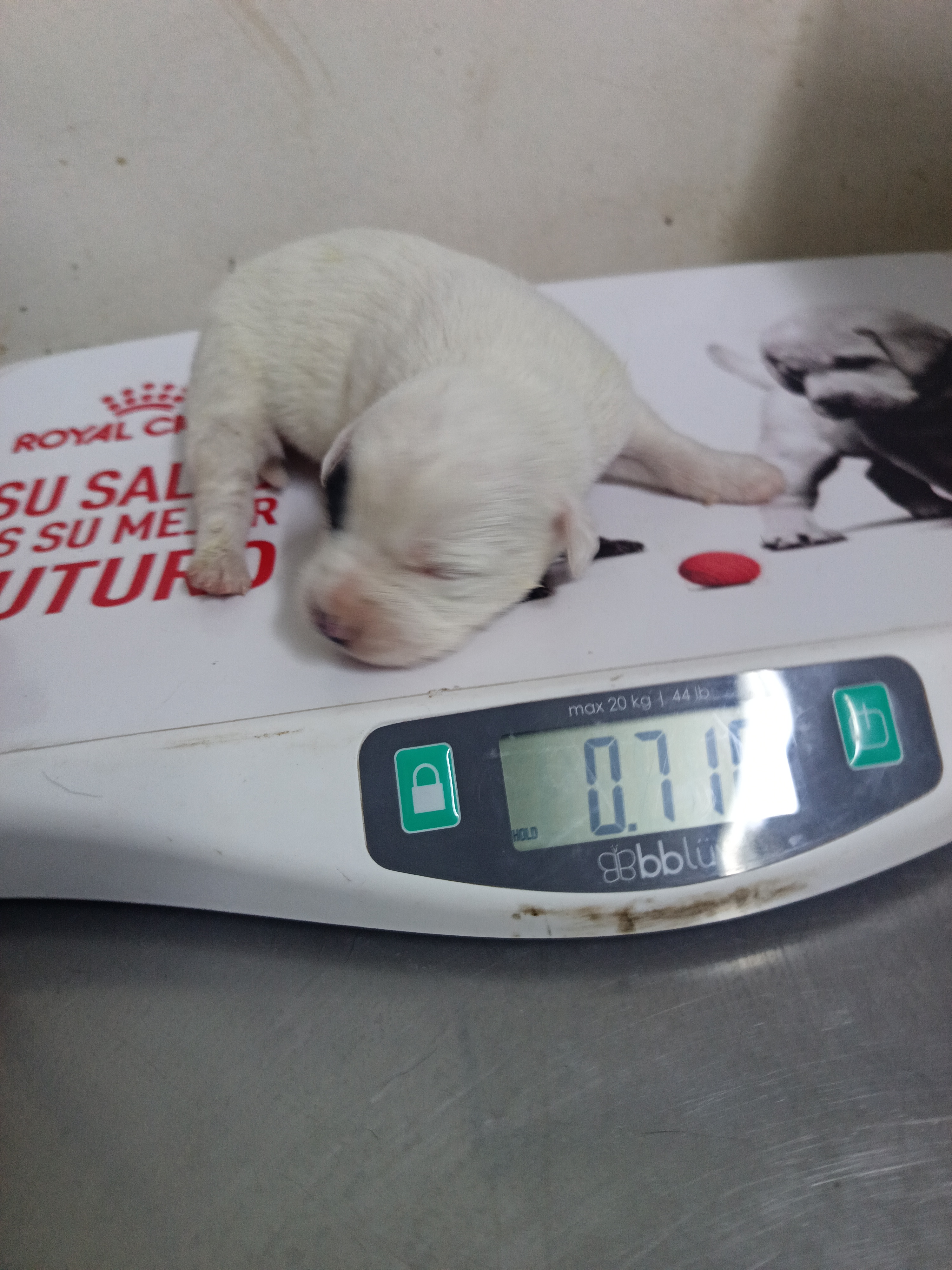 Cita veterinario uno de los bebitos abandonados en el baden de calle larga