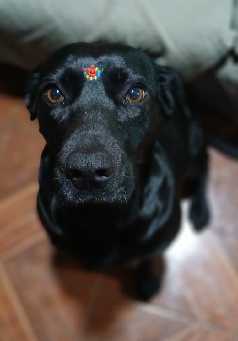 Tina, nuestra primera rescatada...