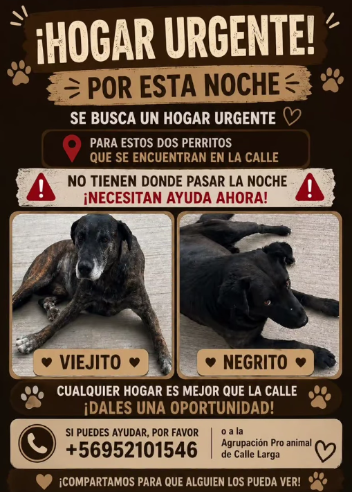 Hogar Temporal URGENTE!!!