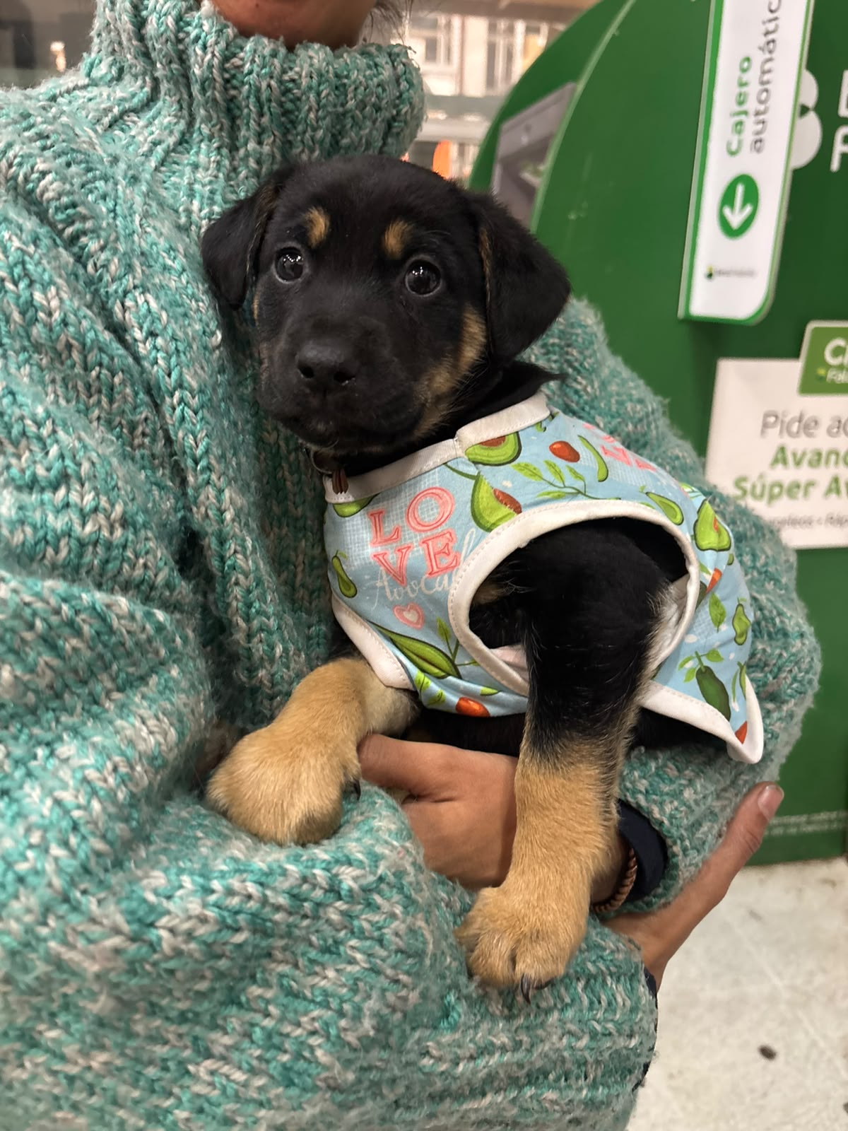 Jornada de adopción sábado 1 y domingo 2 de Agosto. ¡Muchas gracias!❤️ 🐾