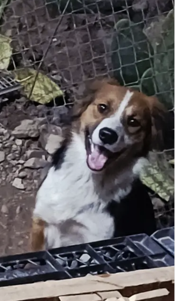Simone