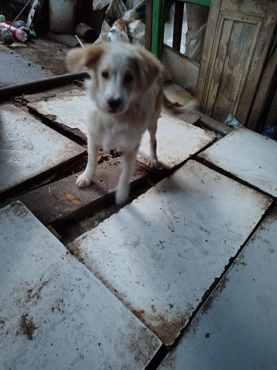 Noah