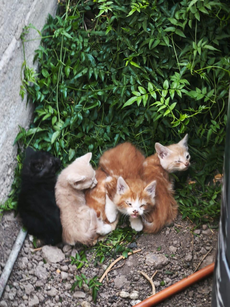 Leoncito y Nini