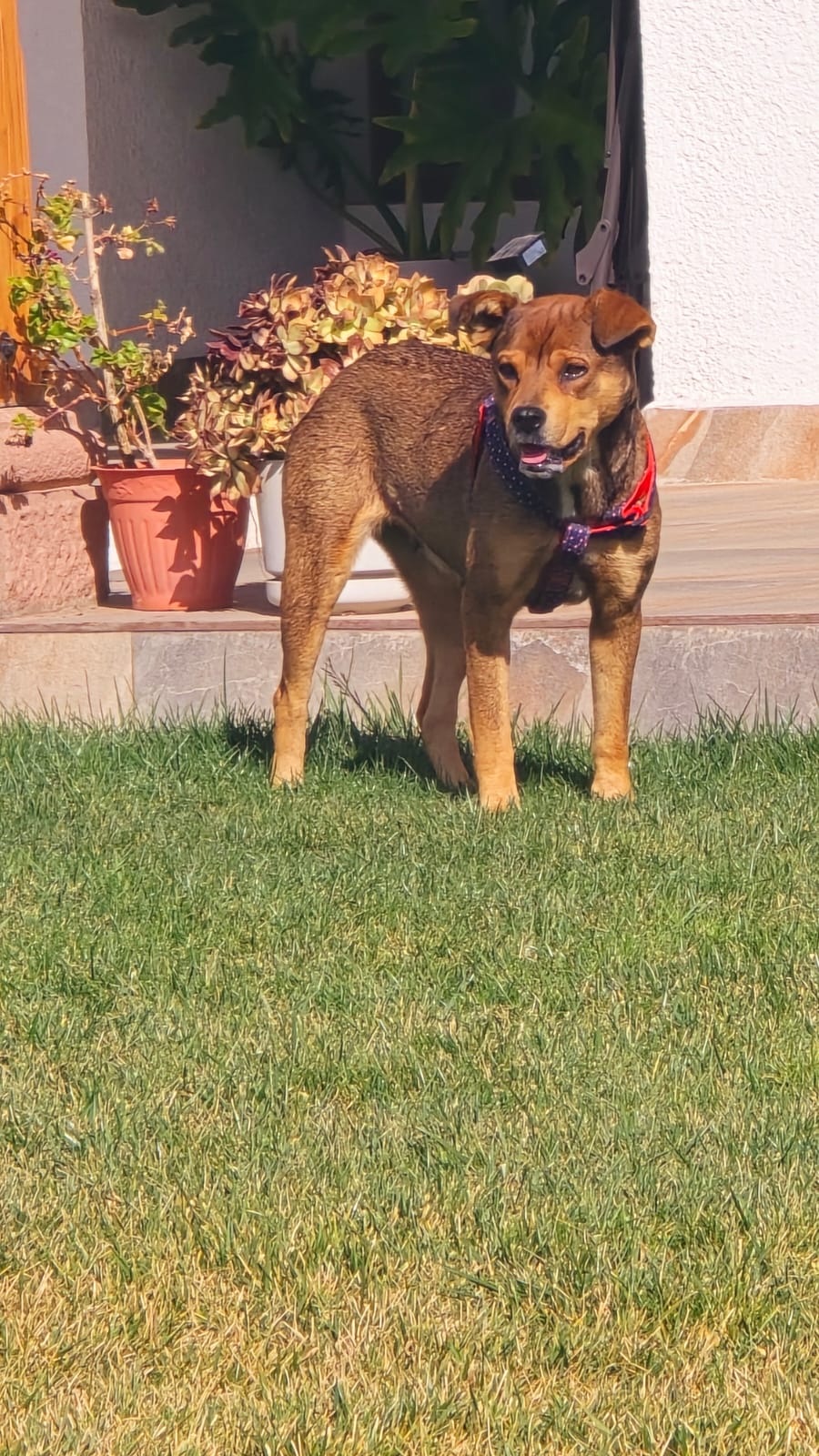 Monita