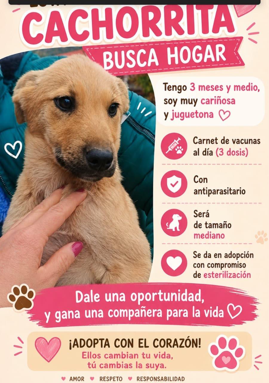 Canelita