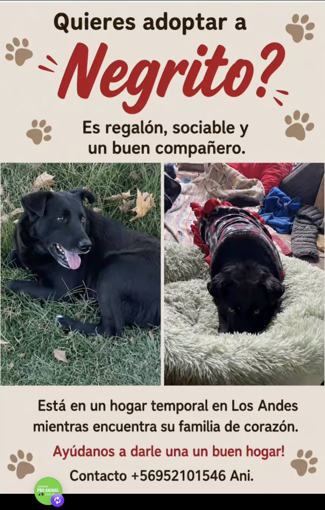 Negrito